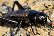 Black Field Cricket (Teleogryllus commodus)
